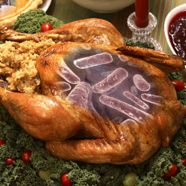 After-<h3>1. Salmonella & Bacteria in the Turkey:</h3> Most persons infected with Salmonella develop diarrhea, fever, and abdominal cramps 12 to 72 hours after infection. The illness usually lasts 4 to 7 days, and most persons recover without treatment. However, in some persons, the diarrhea may be so severe that the patient needs to be hospitalized. <br> <b>Avoid Breeding Bacteria Before You Cook the Turkey: </b><br>  According to a survey conducted by the American Dietetic Association, nearly one in three Americans (31 percent) typically thaws frozen meat on the kitchen counter, under hot water in the kitchen sink, or in the oven— all big food safety no-nos.<br> <b>DON’T UNDERCOOK THE BIRD:</b>  It is important to cook your turkey to an internal temperature of 180 degrees Fahrenheit (F) to kill all of the salmonella bacteria. The only way to really know if a turkey is at the right temperature is to use a meat thermometer (insert the meat thermometer into the thickest part of the muscle away from the bone).