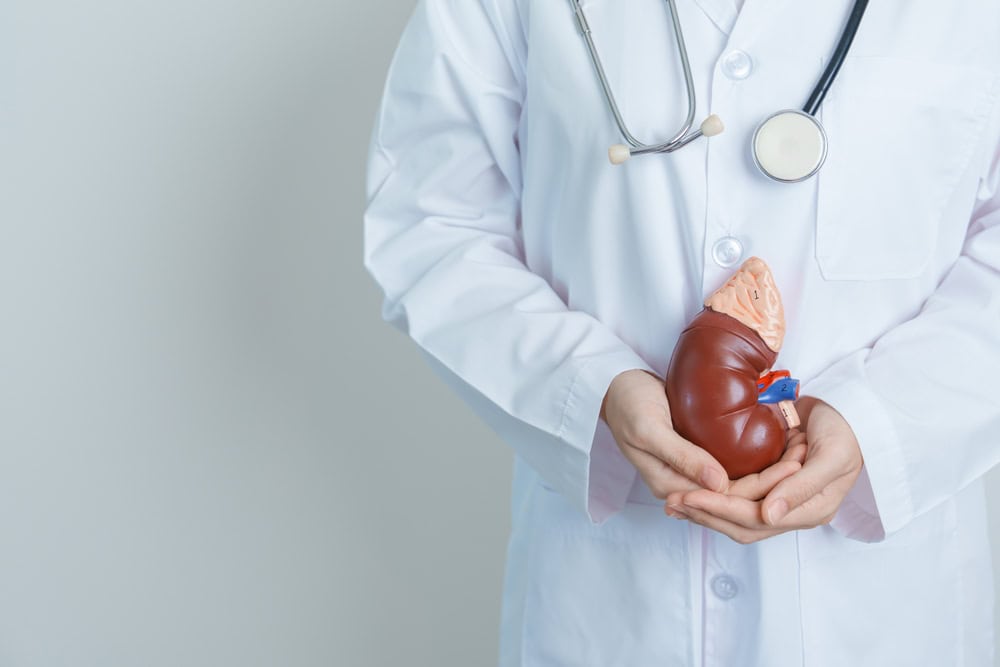 A doctor in a white lab coat holding a human kidney model, used to explain conditions like kidney stones